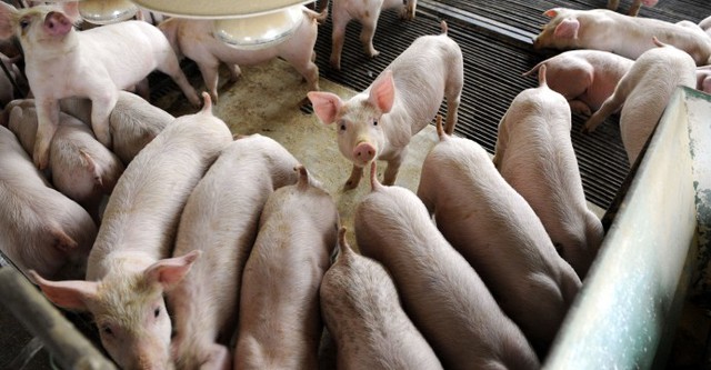 Bảo hộ nông nghiệp nhìn từ chuyện giải cứu thịt lợn ở Trung Quốc hay mía đường ở Mỹ - Ảnh 1.