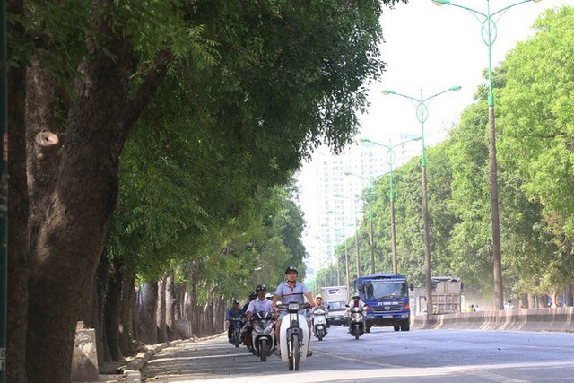 Bí thư Hoàng Trung Hải nói về việc Hà Nội sẽ chặt hạ, chuyển hơn 1.300 cây xanh - Ảnh 1.