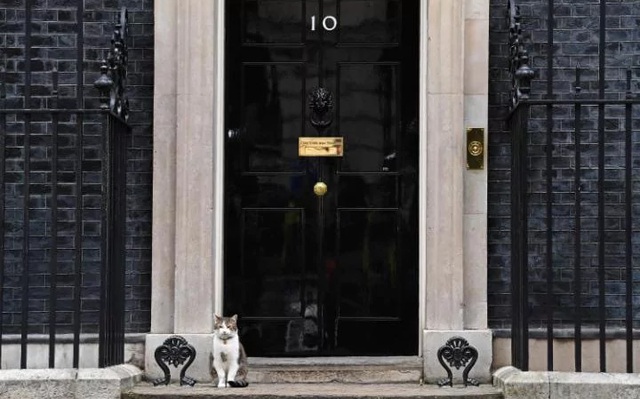 Trong khi chính trường Anh chao đảo, giới truyền thông lại bị thu hút bởi chú mèo nhà Thủ tướng - Ảnh 1.
