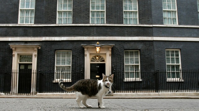 Trong khi chính trường Anh chao đảo, giới truyền thông lại bị thu hút bởi chú mèo nhà Thủ tướng - Ảnh 2.