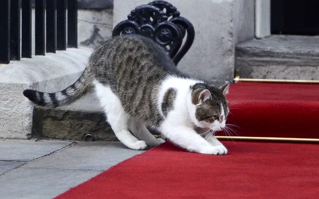 Trong khi chính trường Anh chao đảo, giới truyền thông lại bị thu hút bởi chú mèo nhà Thủ tướng - Ảnh 5.