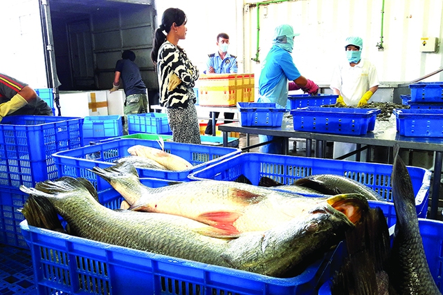 Hiệp định FTA Việt Nam - EU: Rộng cửa xuất khẩu cho thủy sản Việt Nam vào EU - Ảnh 1. Hiệp định FTA Việt Nam - EU: Rộng cửa xuất khẩu cho thủy sản Việt Nam vào EU - Ảnh 1.