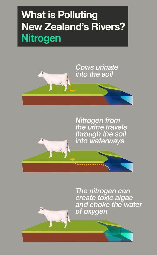 Chất thải của bò sữa làm ô nhiễm nguồn nước