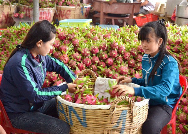 Rau quả hướng đến mục tiêu 7 tỷ USD - Ảnh 1. Rau quả hướng đến mục tiêu 7 tỷ USD - Ảnh 1.