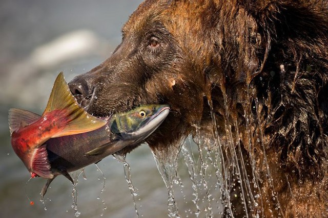 Bắt sống. Một con gấu nâu bắt sống con cá hồi khi tìm kiếm thức ăn trong hồ Kurile ở Nga. (Nguồn: NatGeo)