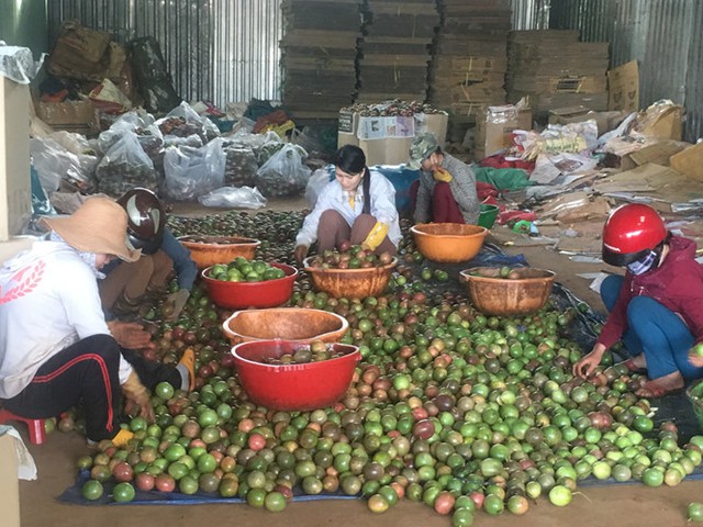 Chanh dây chủ yếu xuất sang Trung Quốc đường tiểu ngạch qua các thương lái - Ảnh: Thanh Niên