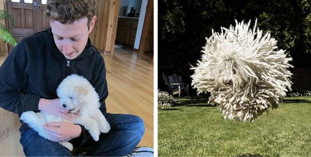 
Beast là một chú chó chăn cừu Hungary với bộ lông rất ấn tượng.

