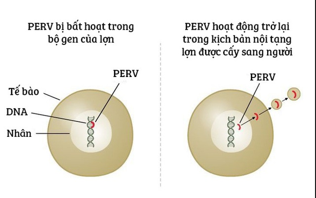 
Vấn đề với PERV, những virus có sẵn trong bộ gen lợn
