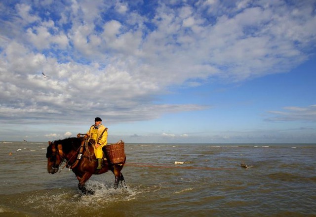 Nghề kiếm tiền lạ ở Bỉ: Cưỡi ngựa bắt tôm  - Ảnh 2.