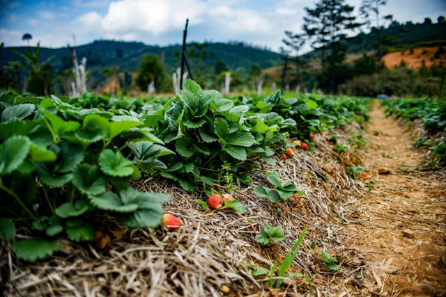  Vườn dâu tây tại trang trại Đasar, Lâm Đồng