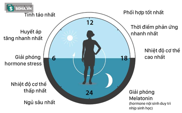 Đồng hồ sinh học của cơ thể người