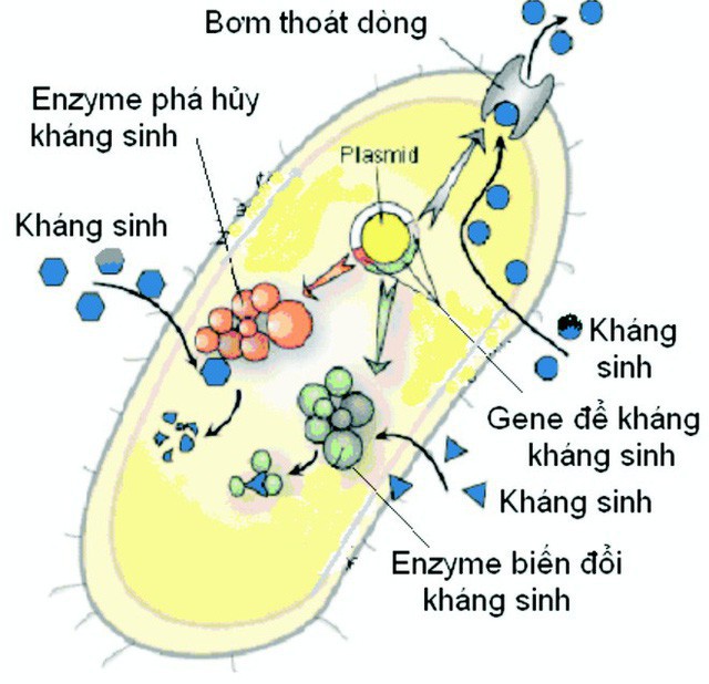 Hình 2: Các gen kháng kháng sinh trên plasmid và cơ chế kháng kháng sinh của vi khuẩn.