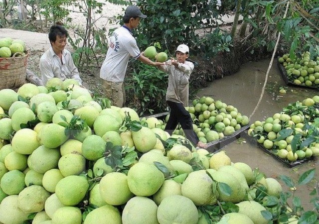 Rau quả hướng đến mục tiêu 7 tỷ USD - Ảnh 2. Rau quả hướng đến mục tiêu 7 tỷ USD - Ảnh 2.