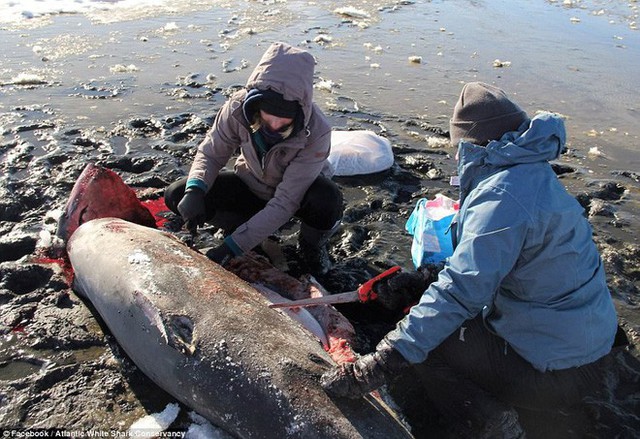 Chuyện lạ: Giờ nước Mỹ đang lạnh đến mức đến cá mập cũng phải chết cóng - Ảnh 2.