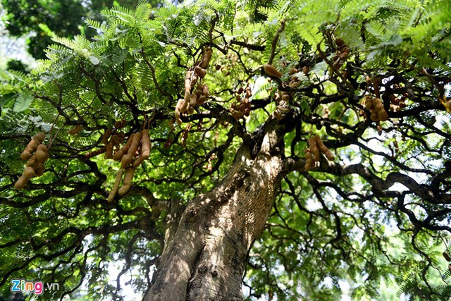 Cây me đặc biệt với những chùm quả chín vào đúng dịp Tết.