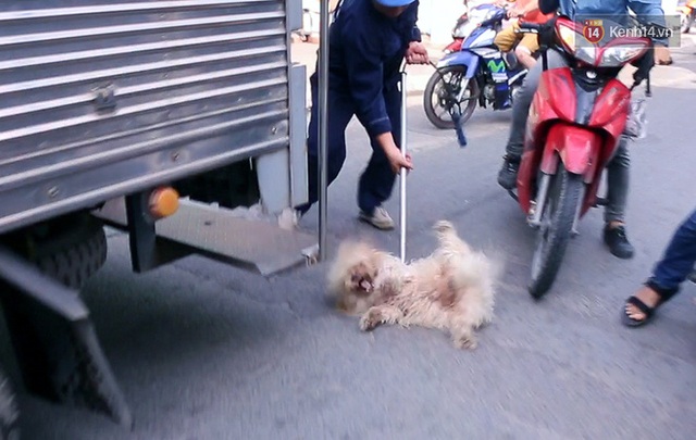 Chó cưng bị Đội săn bắt tóm, cụ bà hớt hải: Nó đi chợ với tôi, đang nằm trên vỉa hè chờ tôi về cùng thì bị bắt - Ảnh 11.