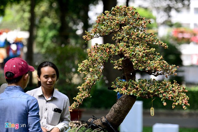 Cây dâu có hàng trăm quả chín mọng.