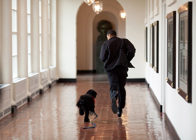 Chú chó của gia đình Obama có tên gọi là Bo.