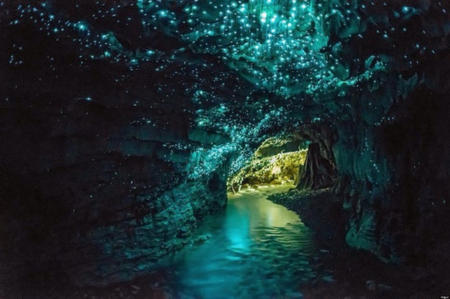 Khúc dạo đầu của một màn vũ hội ánh sáng lại bắt đầu trong một hang động ở New Zealand mỗi khi màn đêm buông xuống.