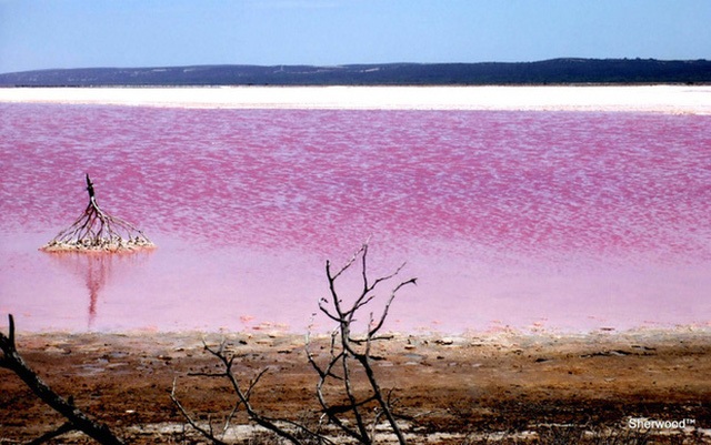 Vẻ đẹp rất đỗi thơ mộng của hồ nước hồng Pink Lake tại Úc ẩn chứa trong mình rất nhiều bí mật.