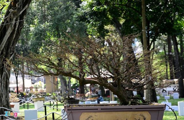 Chậu mai nặng 2,5 tấn, tán rộng 3,5 m.