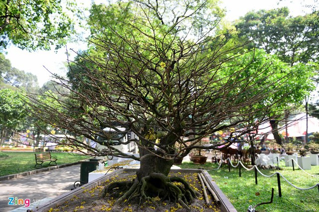 Cây mai độc này được đưa từ cù lao Bác Tôn (Long Xuyên, An Giang) tới hội hoa xuân.