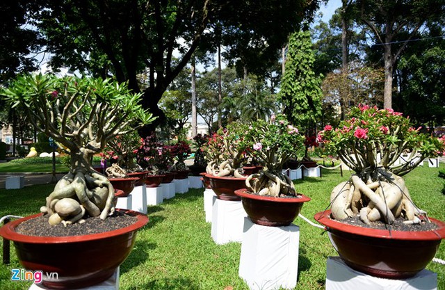 Ngoài ra, hội hoa xuân tại Công viên Tao Đàn còn có nhiều chậu hoa sứ, tùng, được nhập từ Nhật Bản, hồng từ Sa Đéc, cúc từ Đà Lạt...
