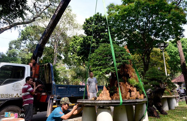 Trong ngày 24 tháng Chạp, nhiều loài cây cảnh, hoa được vận chuyển tới Công viên Tao Đàn để chuẩn bị phục vụ khách tham quan từ ngày mai, 25 tháng Chạp.