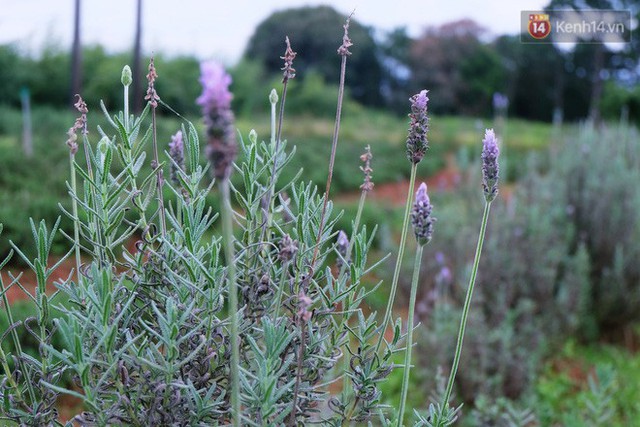 Miên đã trồng thành công Lavender bằng phương pháp hữu cơ.