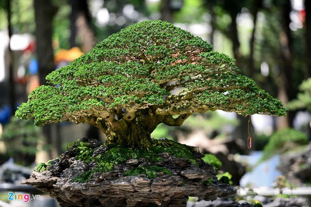 Trong những ngày qua, hàng trăm tác phẩm bonsai của nghệ nhân ở TP.HCM, các tỉnh lân cận và nước ngoài được vận chuyển tới trưng bày. Trong ảnh là tác phẩm Vạn lộc kỳ sơn do nghệ nhân Đỗ Xuân Phúc, quận 12, mang tới dự thi.