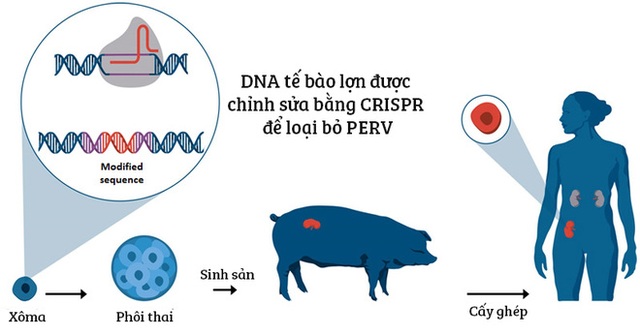 
Chỉnh sửa gen đã có thể loại bỏ toàn bộ virus PERV có trong lợn, tránh chúng lây nhiễm chéo sang người.
