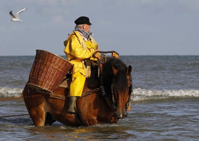 Nghề kiếm tiền lạ ở Bỉ: Cưỡi ngựa bắt tôm  - Ảnh 3.