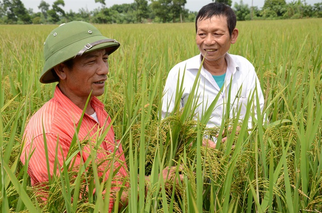 Niềm vui trên cánh đồng sạch