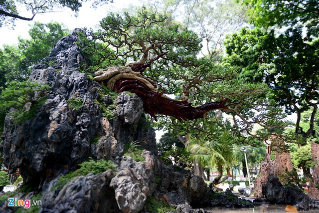 Tác phẩm bonsai khá đồ sộ Hà Nhai vãn độ cũng của nghệ nhân Đỗ Xuân Phúc.