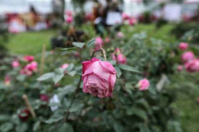 
Sáng khai mạc, nhiều hoa hồng đã bị héo, rũ.
