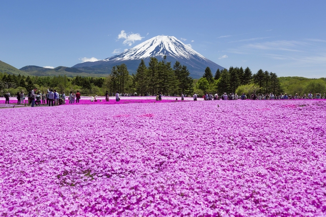 
Cánh đồng hoa Shibazakura nằm ngay dưới chân núi Phú Sĩ
