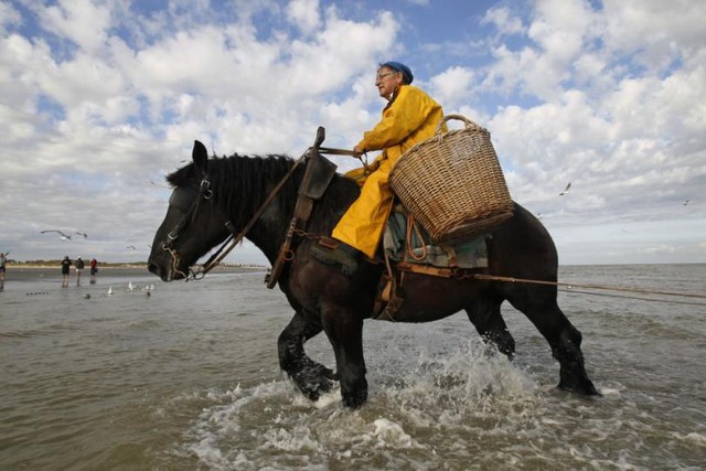Nghề kiếm tiền lạ ở Bỉ: Cưỡi ngựa bắt tôm  - Ảnh 5.