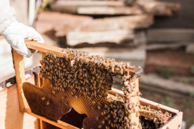 Đằng sau sự ngọt ngào: Sự thật khủng khiếp bên trong các trại nuôi ong lấy mật - Ảnh 5.
