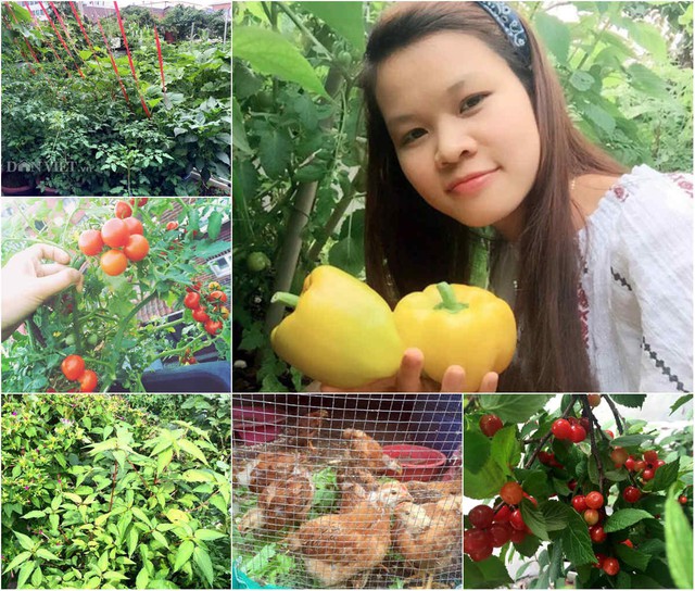 
Dù bận rộn nhưng muốn có nguồn thực phẩm sạch cho gia đình, chị Hà vẫn cố gắng tranh thủ thời gian để làm vườn, xới đất, trồng rau.
