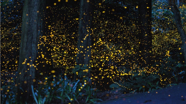 Đêm vũ hội của bầy đom đóm như muốn đốt cháy cả màn đêm yên tĩnh trong một khu rừng ở Nhật Bản.