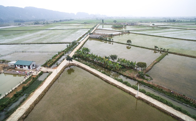 Những ô ruộng trải dài miên man, bao quanh khắp ngôi làng nhỏ.