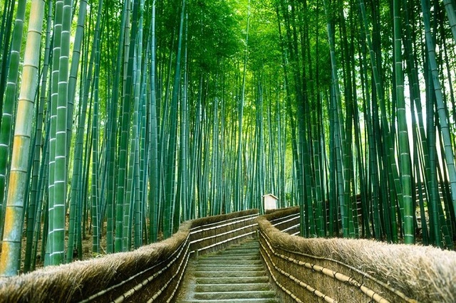Rừng tre Sagano tươi tốt tại Nhật Bản