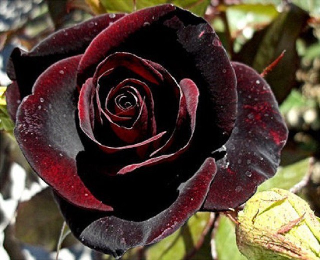Một số hình ảnh về hoa hồng Bacarra.