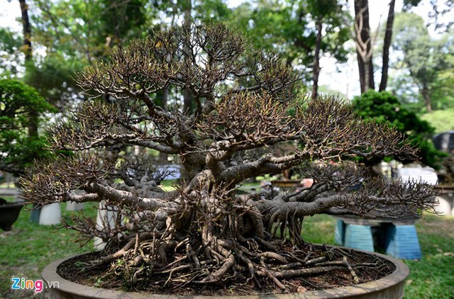 Nhiều loài bonsai lạ, đẹp mắt tạo nên ấn tượng và mới lạ hơn cho hội hoa xuân năm nay.