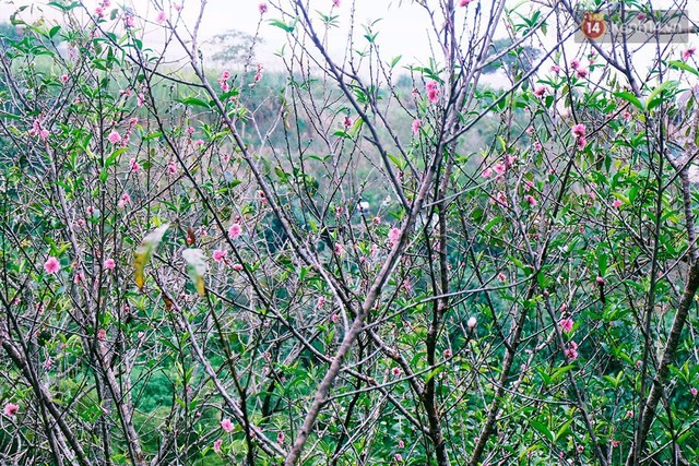 Hoa đào nở sớm ở Tùng - Hạ.