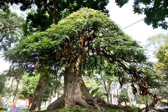 Cây me cổ thụ nhiều tán rộng.