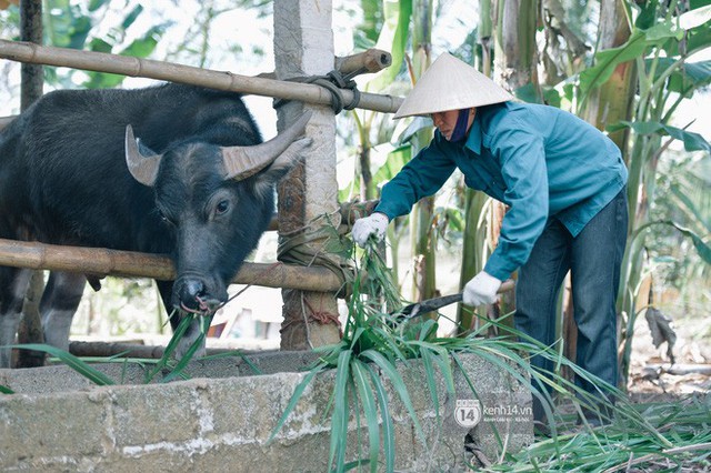 Bố mẹ Bùi Tiến Dũng vẫn vui vẻ cắt mía, cho trâu ăn ở quê nhà: Việt Nam vô địch, chúng tôi sẽ mổ bò để liên hoan! - Ảnh 8. Bố mẹ Bùi Tiến Dũng vẫn vui vẻ cắt mía, cho trâu ăn ở quê nhà: Việt Nam vô địch, chúng tôi sẽ mổ bò để liên hoan! - Ảnh 8.