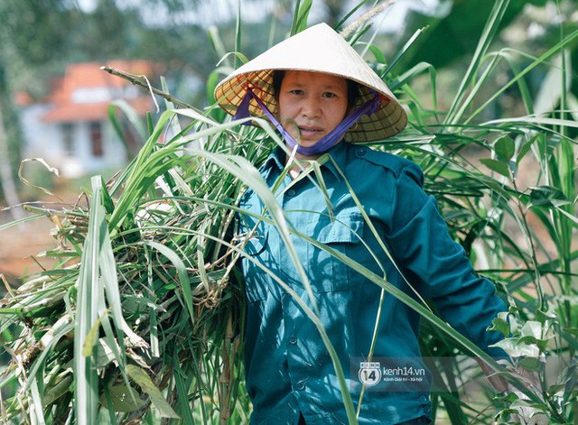 Bố mẹ Bùi Tiến Dũng vẫn vui vẻ cắt mía, cho trâu ăn ở quê nhà: Việt Nam vô địch, chúng tôi sẽ mổ bò để liên hoan! - Ảnh 10. Bố mẹ Bùi Tiến Dũng vẫn vui vẻ cắt mía, cho trâu ăn ở quê nhà: Việt Nam vô địch, chúng tôi sẽ mổ bò để liên hoan! - Ảnh 10.