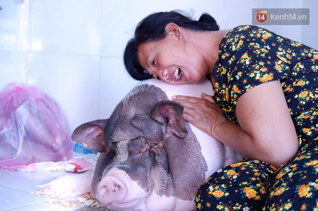 Người mẹ đơn thân ở Sài Gòn nuôi heo 100kg như thú cưng trong nhà: Nó đang giảm cân, con gái con đứa gì mập quá chừng! - Ảnh 1.