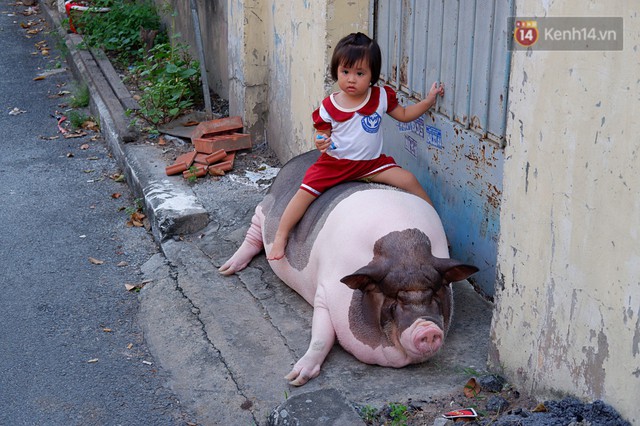 Người mẹ đơn thân ở Sài Gòn nuôi heo 100kg như thú cưng trong nhà: Nó đang giảm cân, con gái con đứa gì mập quá chừng! - Ảnh 4.